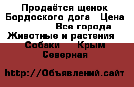 Продаётся щенок Бордоского дога › Цена ­ 37 000 - Все города Животные и растения » Собаки   . Крым,Северная